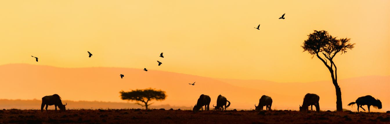 A landscape shot at sunset of buffalo grazing in Serengeti National Park.