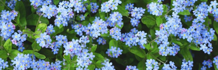 Forget me not flowers