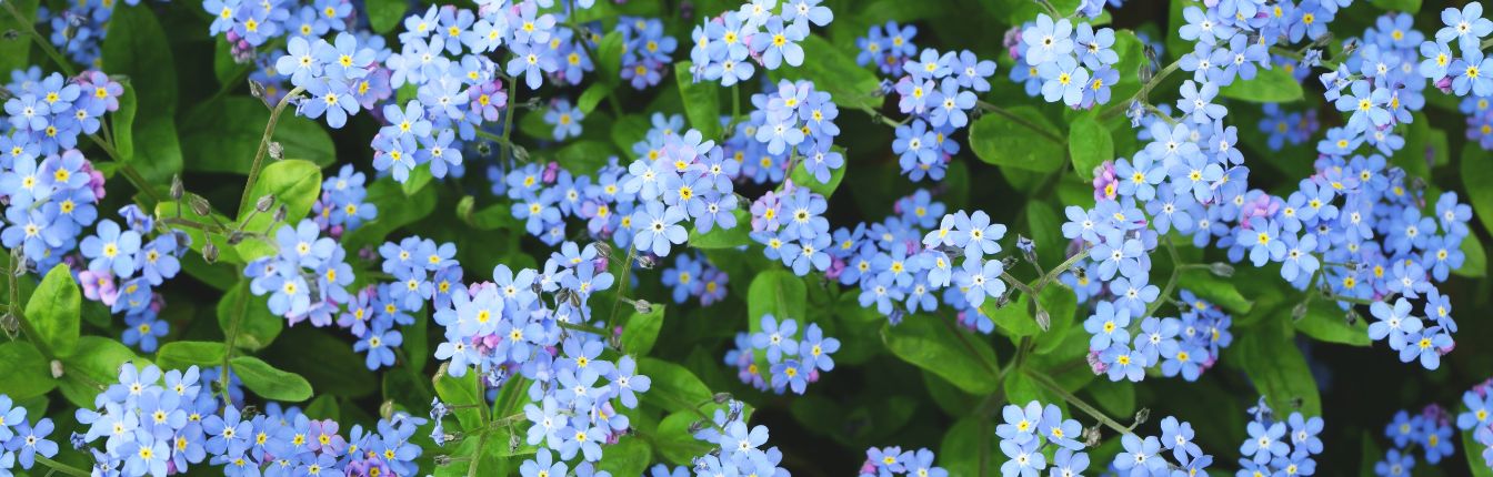 Forget me not flowers