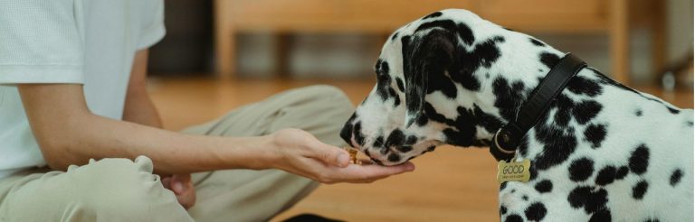 A dalmatian dog eating food out of its owner's hand.
