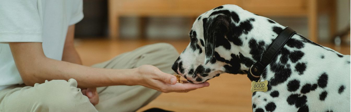 A dalmatian dog eating food out of its owner's hand.
